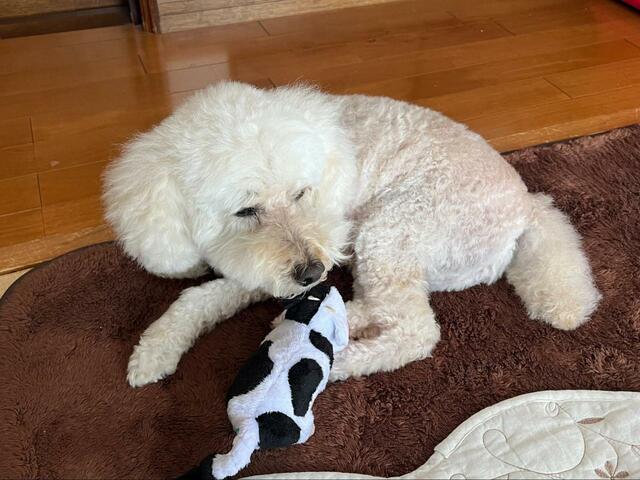 【Doggy Box うしのぬいぐるみ】遊ぶのに一生懸命な様子