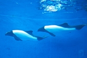 活発に動くイロワケイルカ、♂の「スカイ（3歳）」と♀の「サクラ（６歳）」
