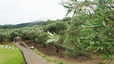 香川旅／小豆島オリーブ公園