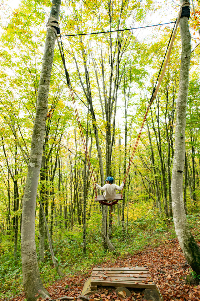 ブナの森パーク｜白馬岩岳「ねずこの森」