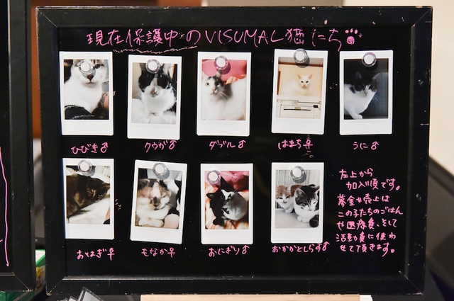 VISUMALで現在保護されている猫