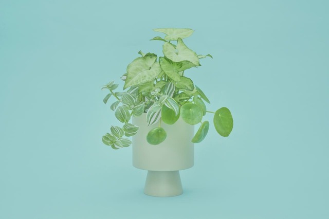 ＆Greenセット例2