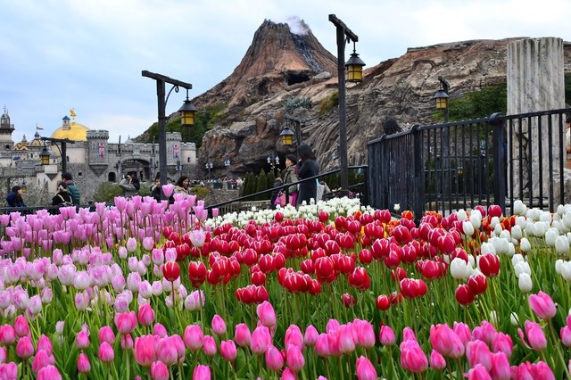 「ザンビーニ・ブラザーズ・リストランテ」付近のチューリップ ©Disney