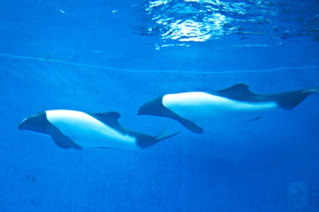 活発に動くイロワケイルカ、♂の「スカイ（3歳）」と♀の「サクラ（６歳）」