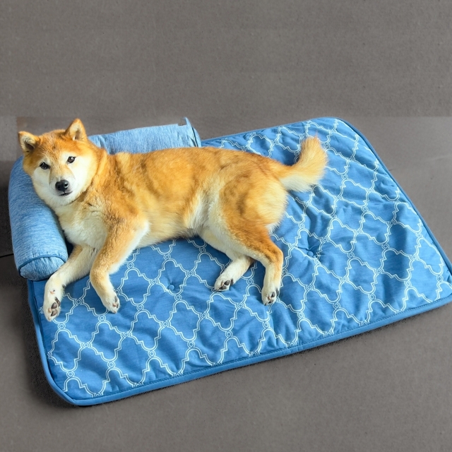 【ニトリ ペットごろ寝マット】Lサイズは65×90cm。柴犬が寝てもゆったり！