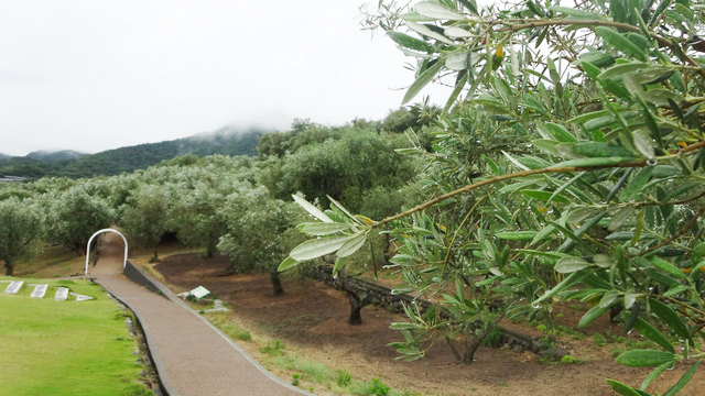 香川旅／小豆島オリーブ公園