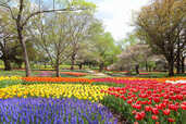 【国営昭和記念公園】チューリップガーデンのチューリップ
