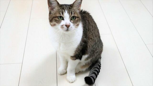 【ワールドライド百貨店 オリジナルペットクッション】お座りのポーズもいいですね