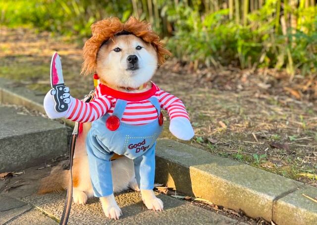 【犬用チャッキーコスチューム】お座りでの撮影は後ろ半身が見えてしまうのでNG