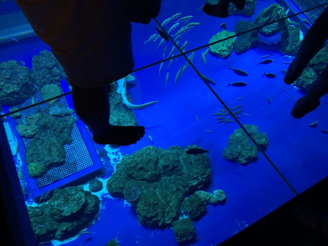 床一面透明なガラス張りで、中を覗くと大水槽を上部から約6m見下ろすことができる