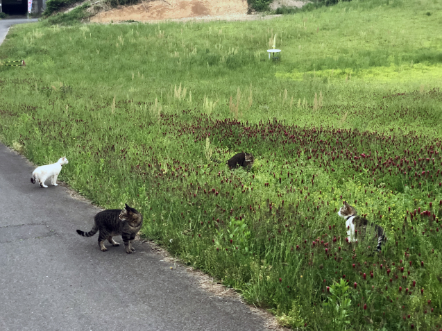 綾部ふれあい牧場