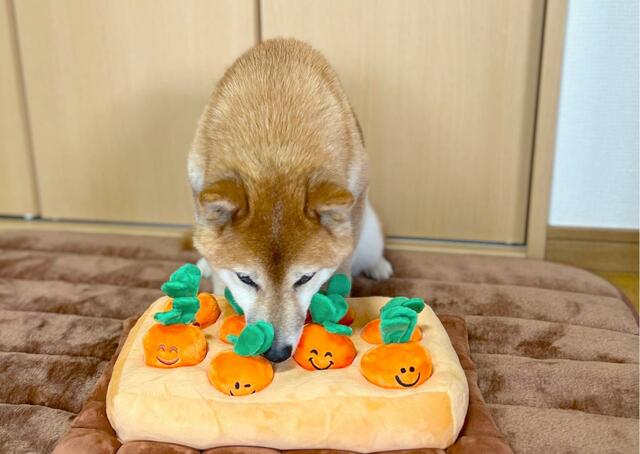 【にんじん畑】愛犬「クンクン、おやつのニオイがするぞ」