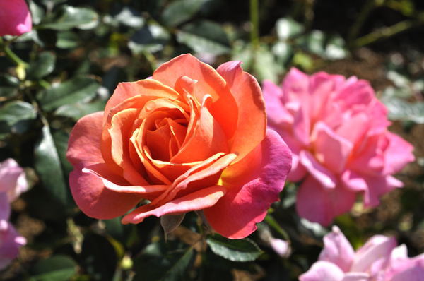 ディズニーランドローズ