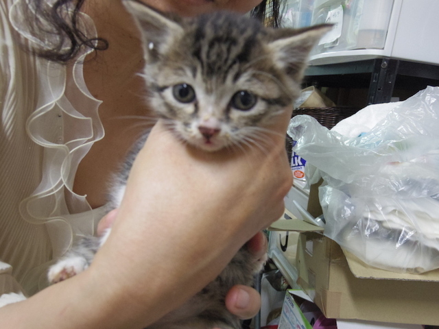 離乳してすぐのちびにゃんこ