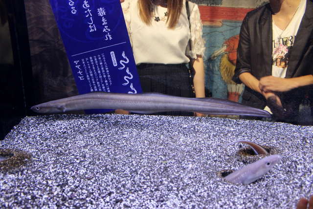 ぬるぬる＆にょろにょろな不思議ないきものたち