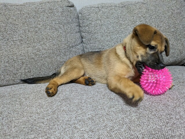 【ダイソー 音が出るペット玩具（ボール②）】噛み心地は気に入った様子