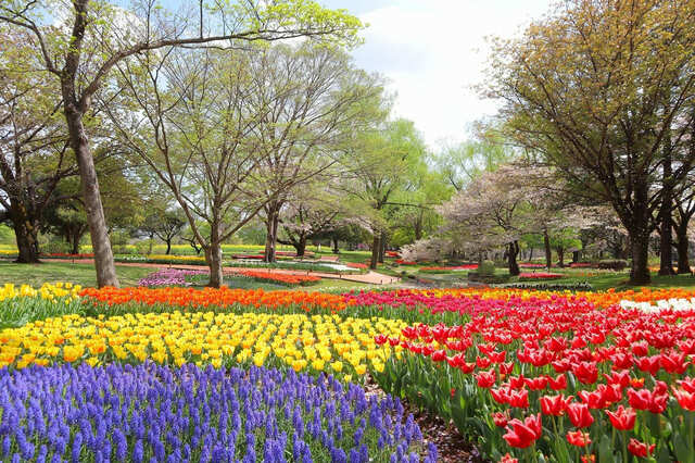 【国営昭和記念公園】チューリップガーデンのチューリップ