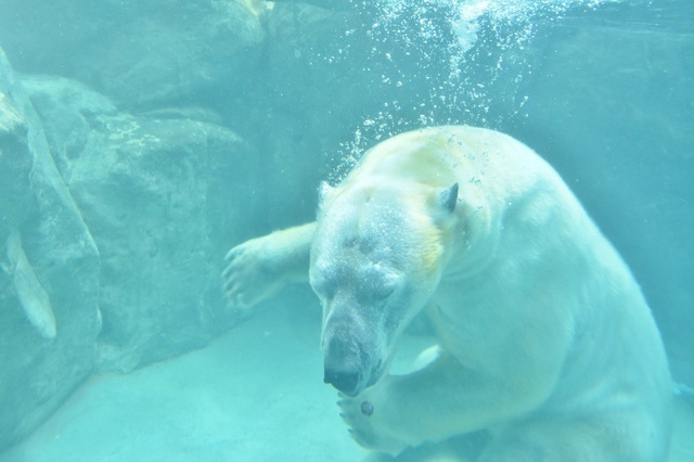 おやつをみつけたホッキョクグマ