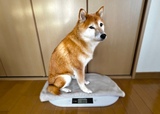 【MITAS ペット用デジタル体重計】座面が広いので安心して測定できる