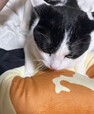 猫ちゃんの「ふみふみ」も止まらない