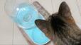 【Chatciel スネイルウォーターフィーダー】「にゃんだ、これは…？」とじっと見ています