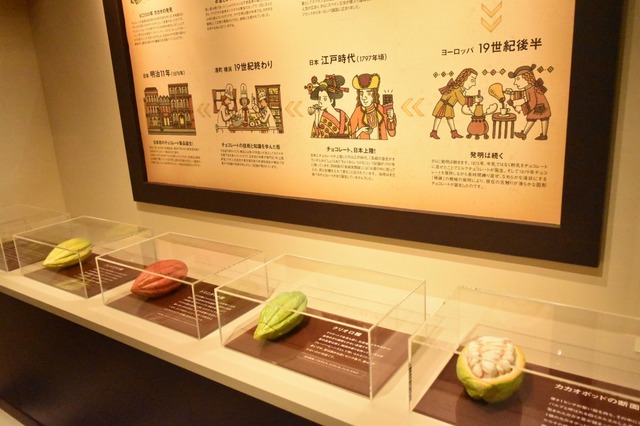カカオポッドの模型も展示