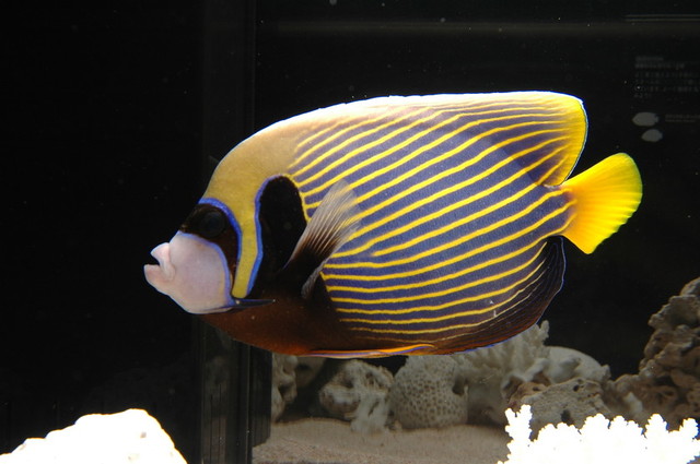 タテジマキンチャクダイ