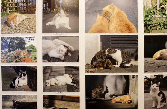 猫の写真に、思わずクスッと笑ってしまう一言コメントが付け加えてある。（kiyochan）