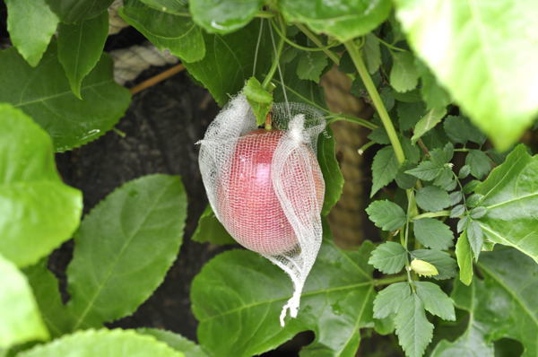 パッションフルーツ