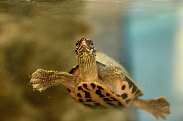 インドセタカガメもインドに戻る日は来ないだろう 