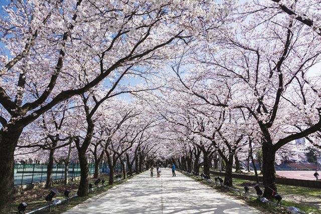 第90回 高田城百万人観桜会（新潟／上越）　桜が天を覆う「さくらロード」。まさに息を呑む美しさ！