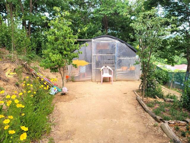 「一字山酒幕」のビニールハウス（初夏）