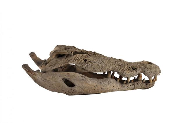 イリエワニ 頭骨／国立科学博物館蔵