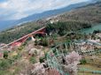 桜と花桃が満開に！｜恵那峡ワンダーランド