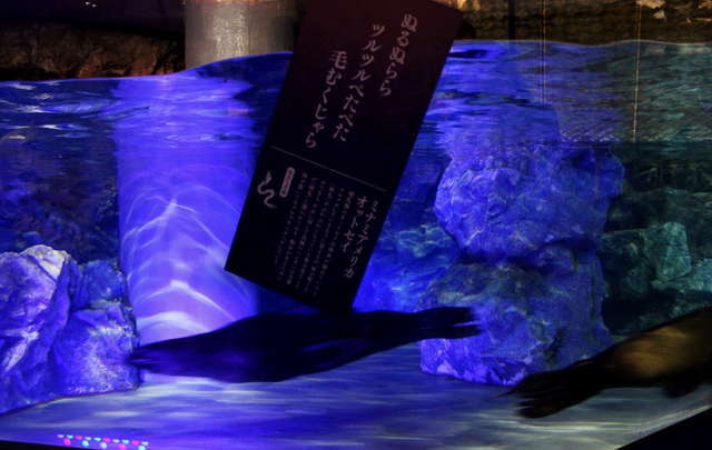 ぬるぬる＆にょろにょろな不思議ないきものたち／ミナミアメリカオットセイ