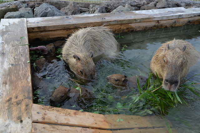 気持ちよさそうな表情がGOOD！（アロハガーデンたてやま）