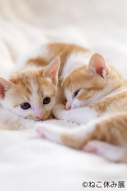 可愛すぎる!いろんな“もふもふ”猫が見られるフォトギャラリー