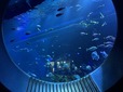 たくさんの魚たちや、大きなサメやエイなどを間近で楽しめる