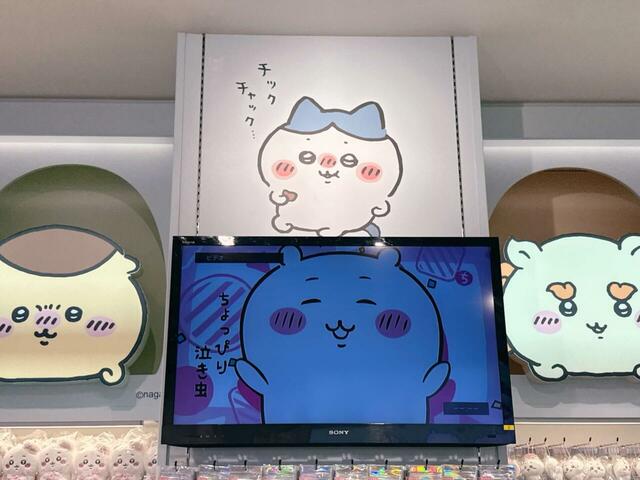 ウイスキーボンボンを食すハチワレ。いつもとは違う、あぐらをかいた座り方に注目です!