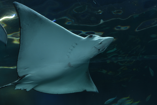 ワンダーチューブ / エプソン アクアパーク品川