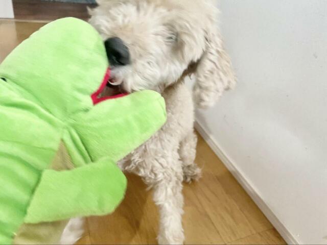 【アイリスオーヤマ：ボンビ アニマルミトン HAPPY ZOO】愛犬君、ワニの動きにヒートアップ！