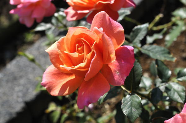 ディズニーランドローズ