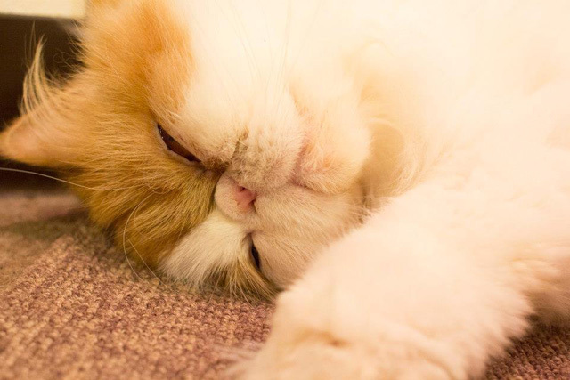 カメラ女子が撮影した“ふわふわ＆もふもふ”の猫たち