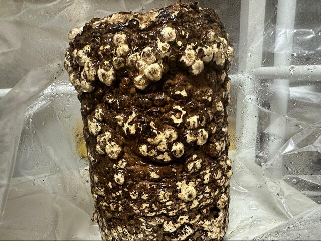 【森のきのこ倶楽部 もりのしいたけ農園 栽培キット】栽培3日目。成長のはやさに驚き