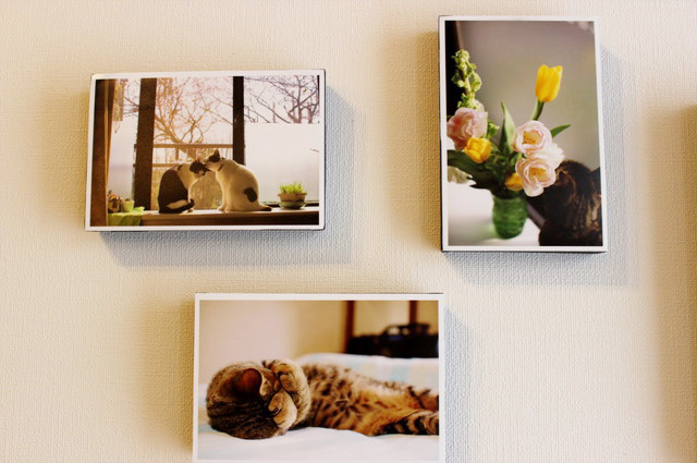 家猫の日常を、飼い主の視点から見た写真（モリチカコ）