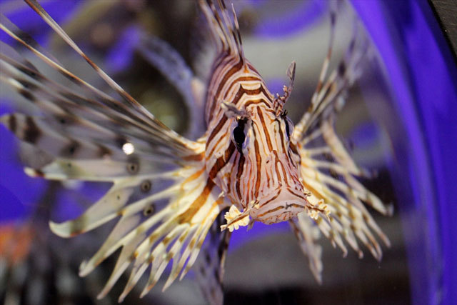 ハナミノカサゴ