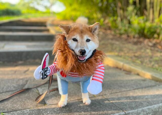 【犬用チャッキーコスチューム】かつらはヒゲ仮装にもつかえそうです