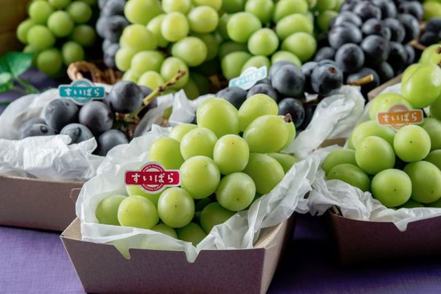 シャインマスカット・巨峰食べ放題