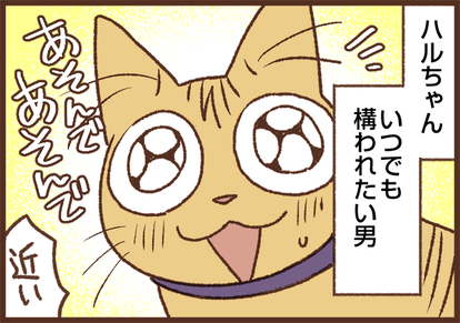 吉川さん家の猫事情】#32話 構われたい男ハルちゃん（1/2） - マンガ連載：吉川さん家の猫事情 - mimot.(ミモット)