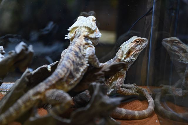 過去の『レプタイルズワールド』の様子